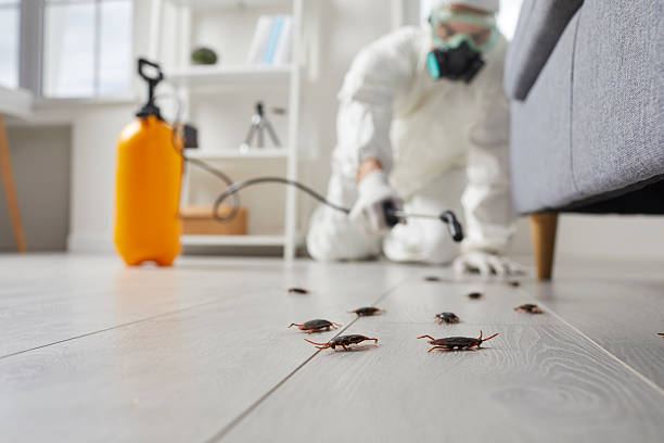 Commercial Kitchen Cockroach Control in North Adams